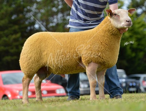 Ram Lamb shown by McConnell Brothers sold for 1100gns.jpg